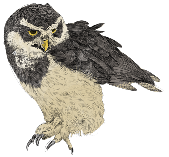 Illustration eines Brillenkauzes, die mit digitalem Bleistift gezeichnet und mit digitalem Aquarell koloriert wurde. Die Zeichnung ist eine Vignette, da auf Hintergrund verzichtet wurde. Wir sehen die Eule von seitlich vorne und sehen dabei vor allem die linke Seite. Der Vogel räkelt sich und hebt die Flügel zu einem Schütteln an, er scheitn auch auf der Stelle zu tänzeln. Er schaut scheinbar gelangweilt zur linken Seite, schaut dabei niemanden an, auch den Betrachter nicht. Flügel, Kopf und Brust der Eule sind dunkelbraun bis schwarz, außer der charakteristischen Zeichnung im Gesicht, die ihr ihren Namen verleiht, die Brille ist beige. Schnabel und Augen strahlen gelb, die Füße sind mit beigen Federn besetzt, sowie der Bauch und Rücken des Vogels.
